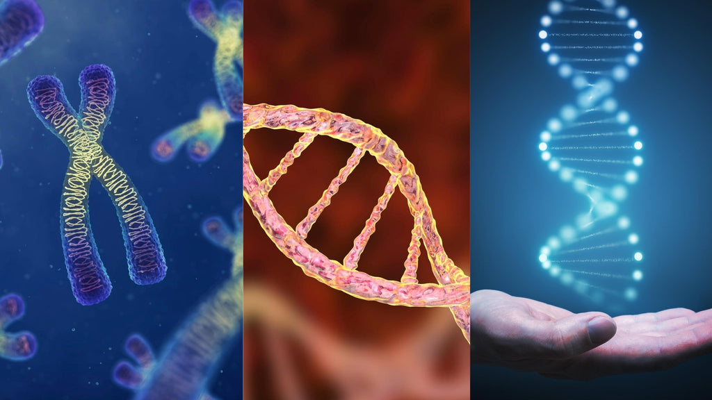 La importancia de los cromosomas, los genes y el ADN