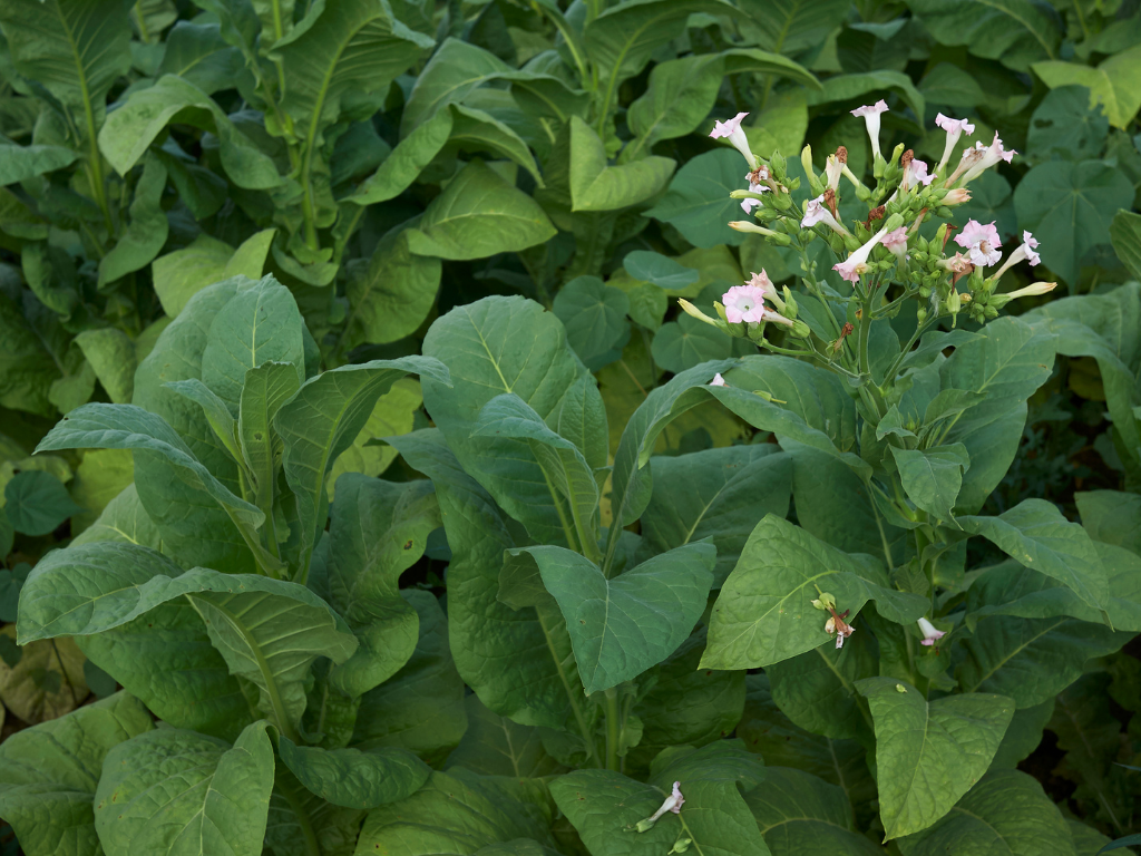 Primera vacuna para la Covid-19 de origen vegetal