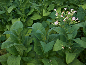 Primera vacuna para la Covid-19 de origen vegetal