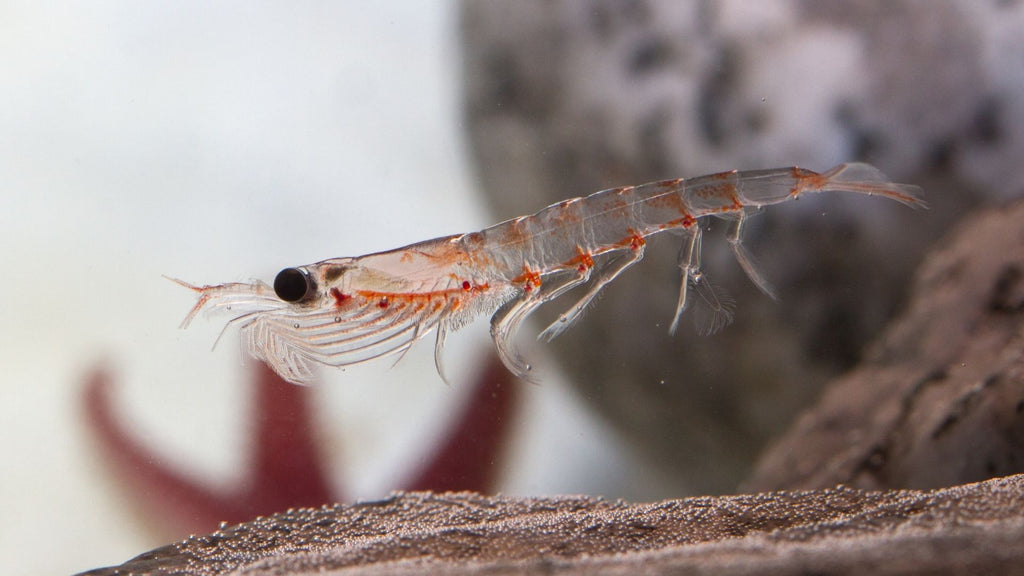 Aceite de Krill, un suplemento novedoso para proteger la salud